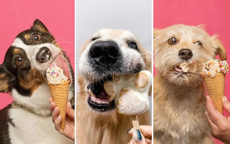 Pet ice cream