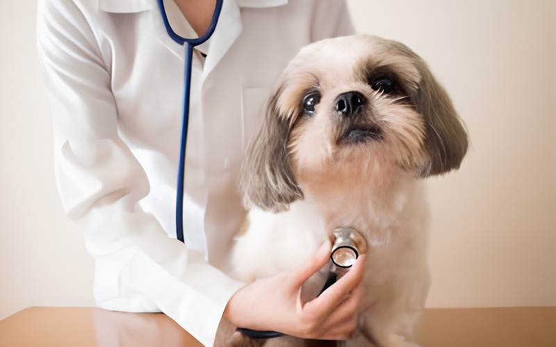 Pet Care