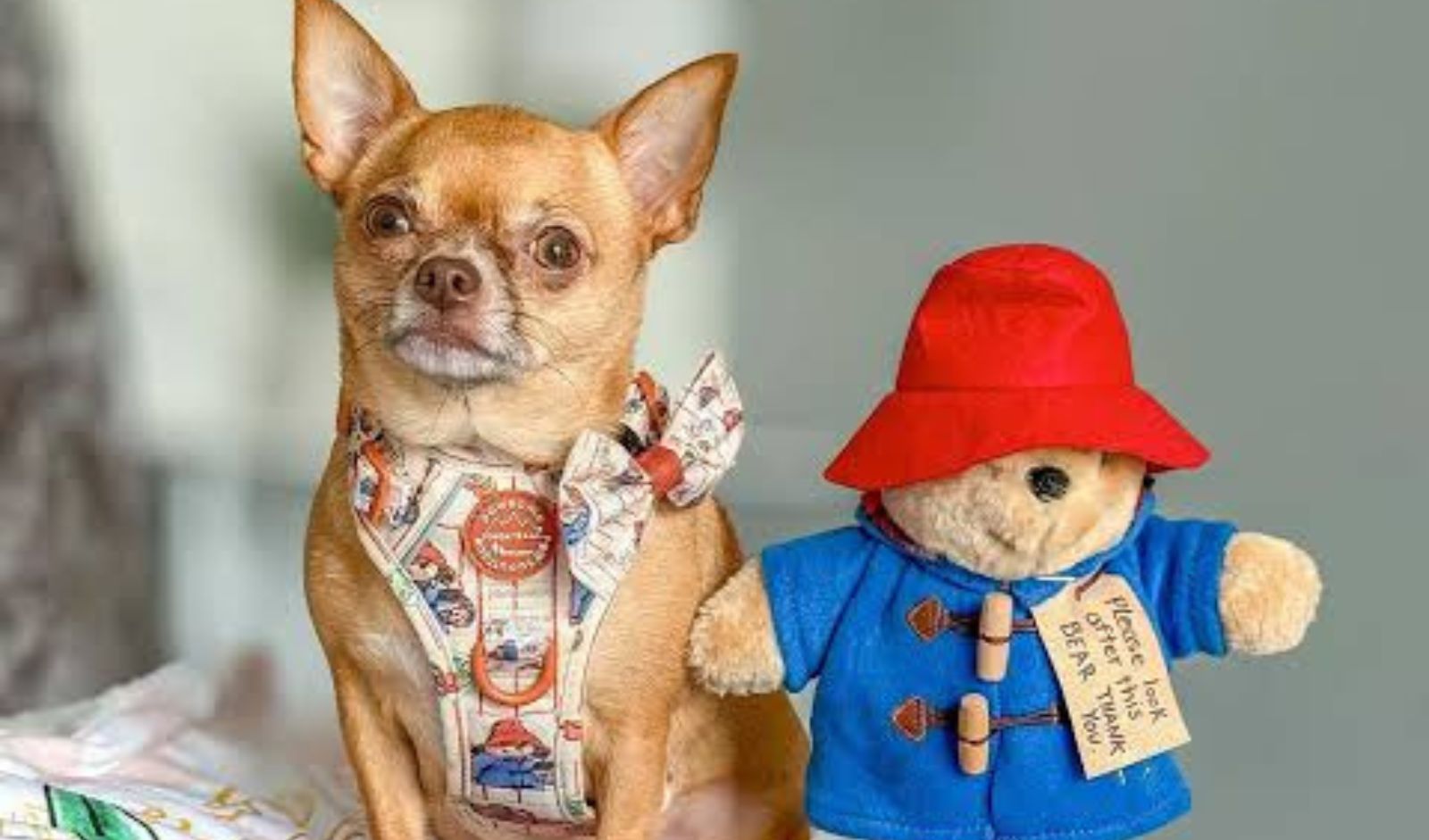 Paddington X&nbsp;Pawsome Paws&nbsp;
